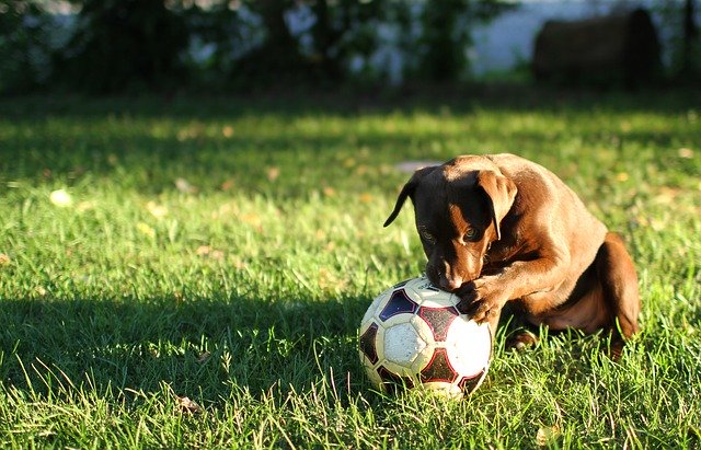 Want To Learn How To Play Soccer? Tips Here!